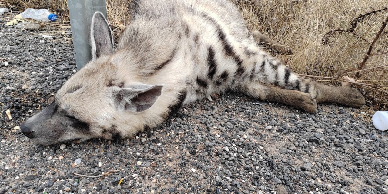 Nesli tükenmekte olan çizgili sırtlan araba çapması sonucu öldü