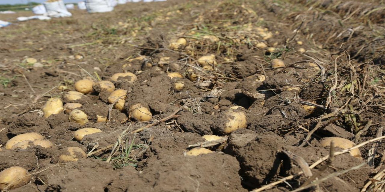 Konya Şeker’den üreticilere patates bedeli ödemesi