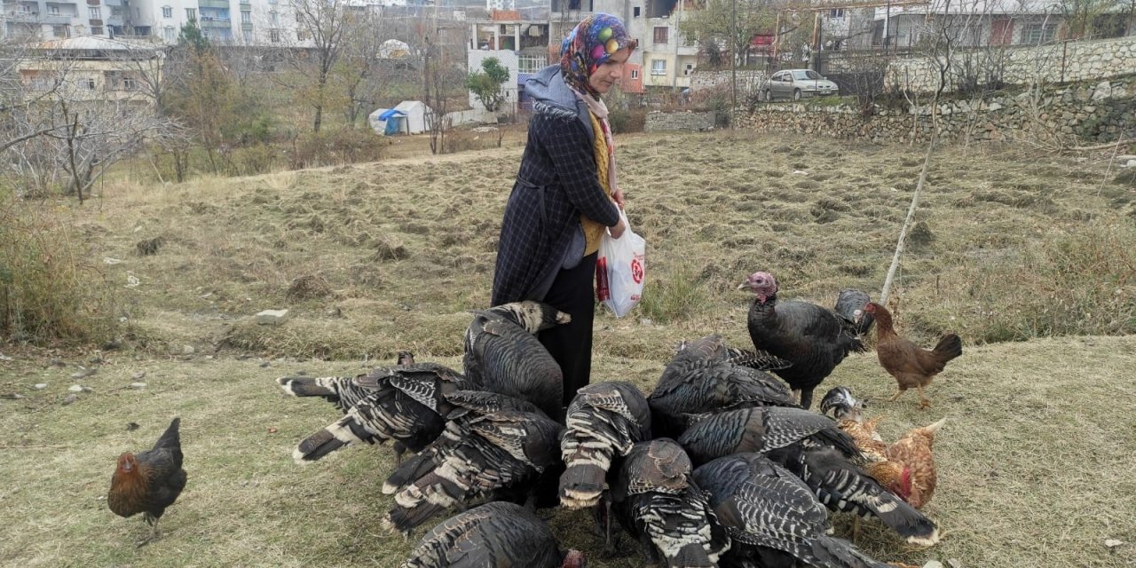 Sokak köpekleri 10 hindiyi telef etti