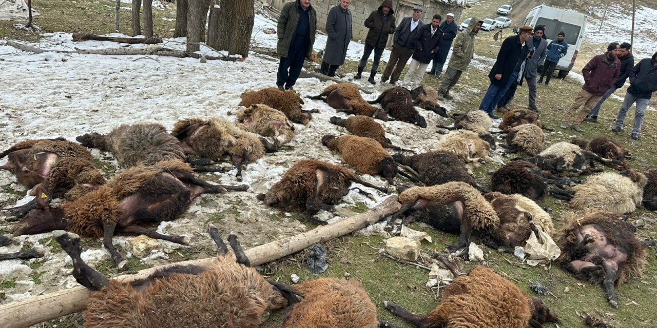 Muş'ta 30 küçükbaş hayvan telef oldu