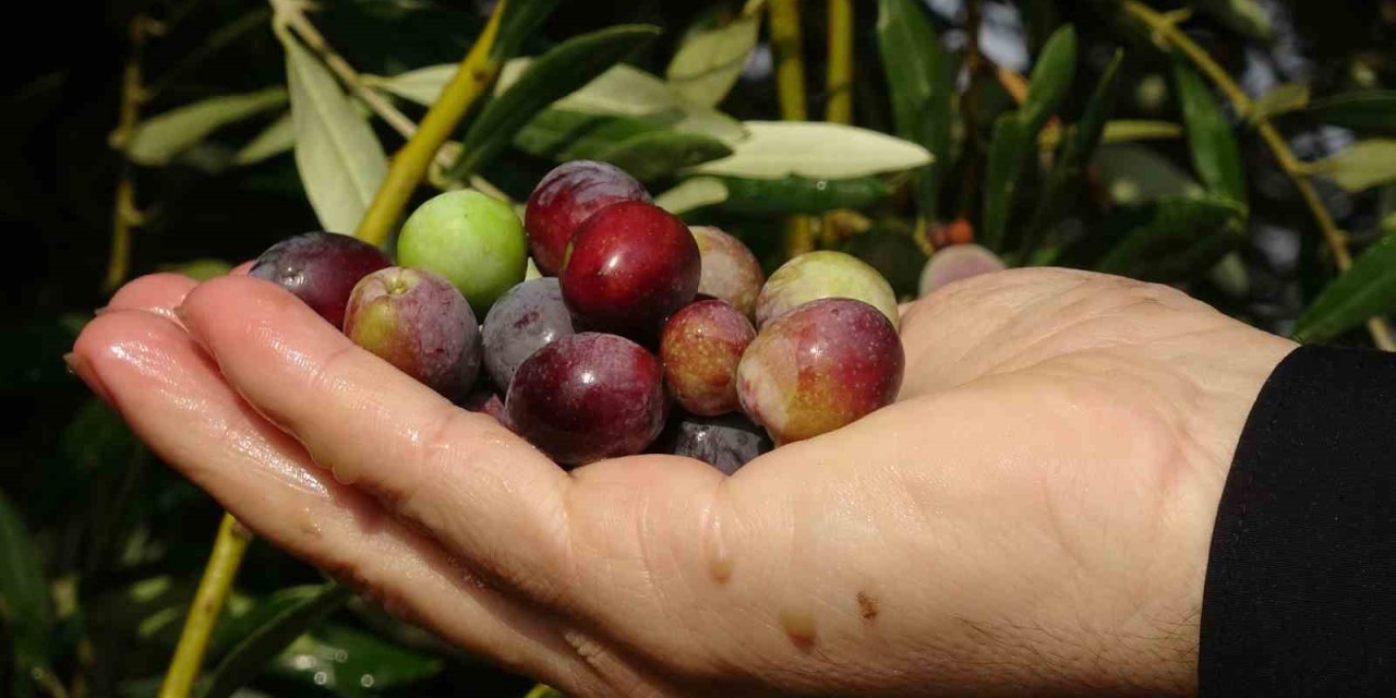 Uyumadan önce 5 zeytin yemelisiniz! Peki ama neden? Uzmanlar açıkladı