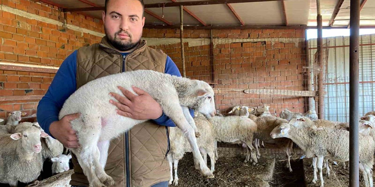 Çanakkale’de Kuzu 5 Ayaklı Doğunca Herkes Şaşkına Döndü