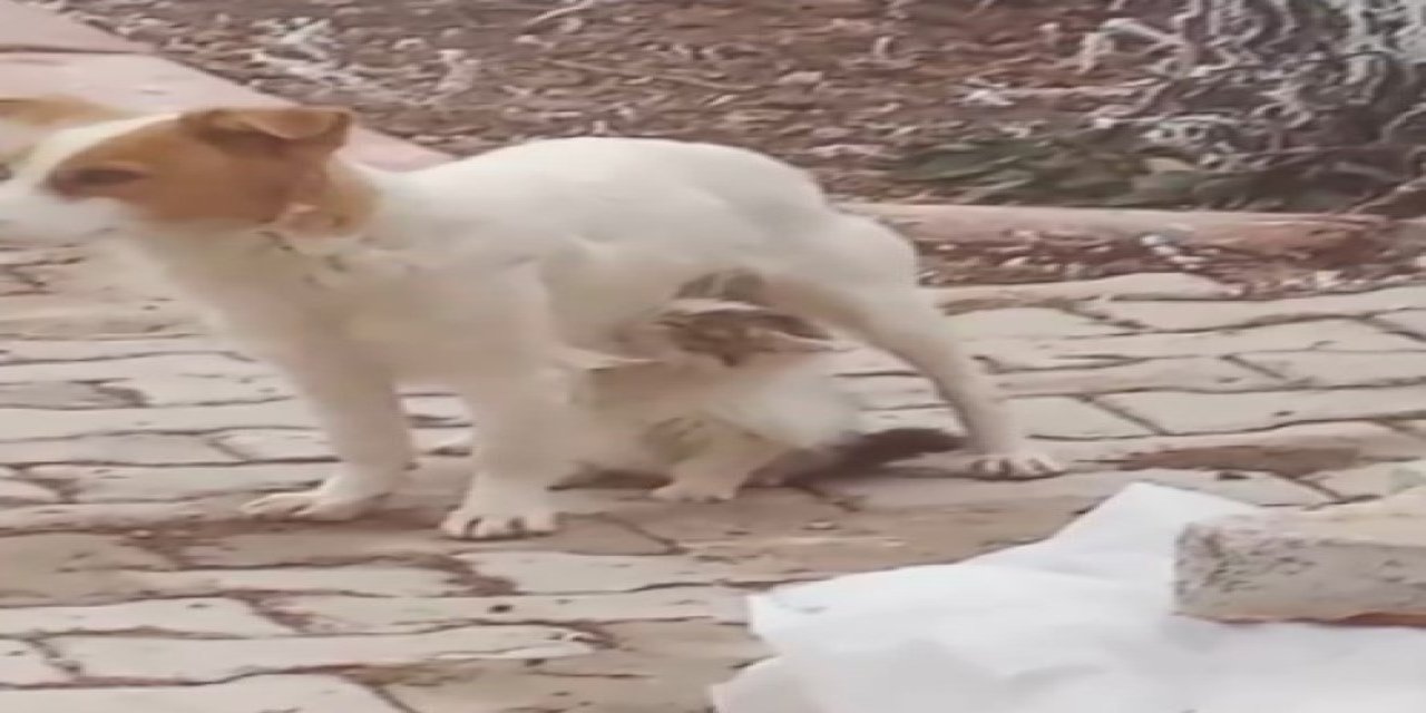 Yavru kediyi ‘Çiko' isimli depremzede köpek emziriyor