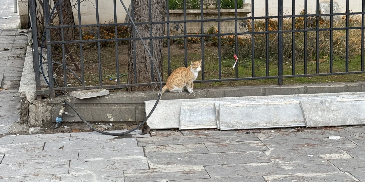 Kedi ile farenin mücadelesinde fare galip geldi