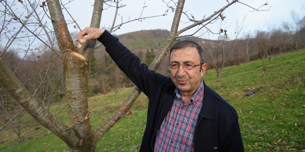 Yıllardır süren araştırma: 500 bitkiden sadece 35'i sağlam kaldı