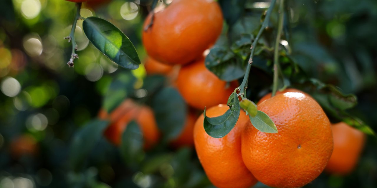 Hasadı süren Mandalina 'Dalında fiyat 17-18 lira'