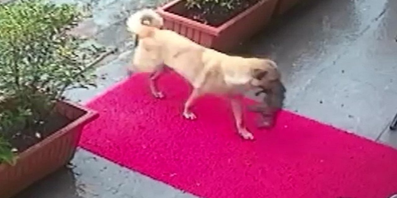 Anne köpeğin yavrusunu kurtarma mücadelesi Videolu