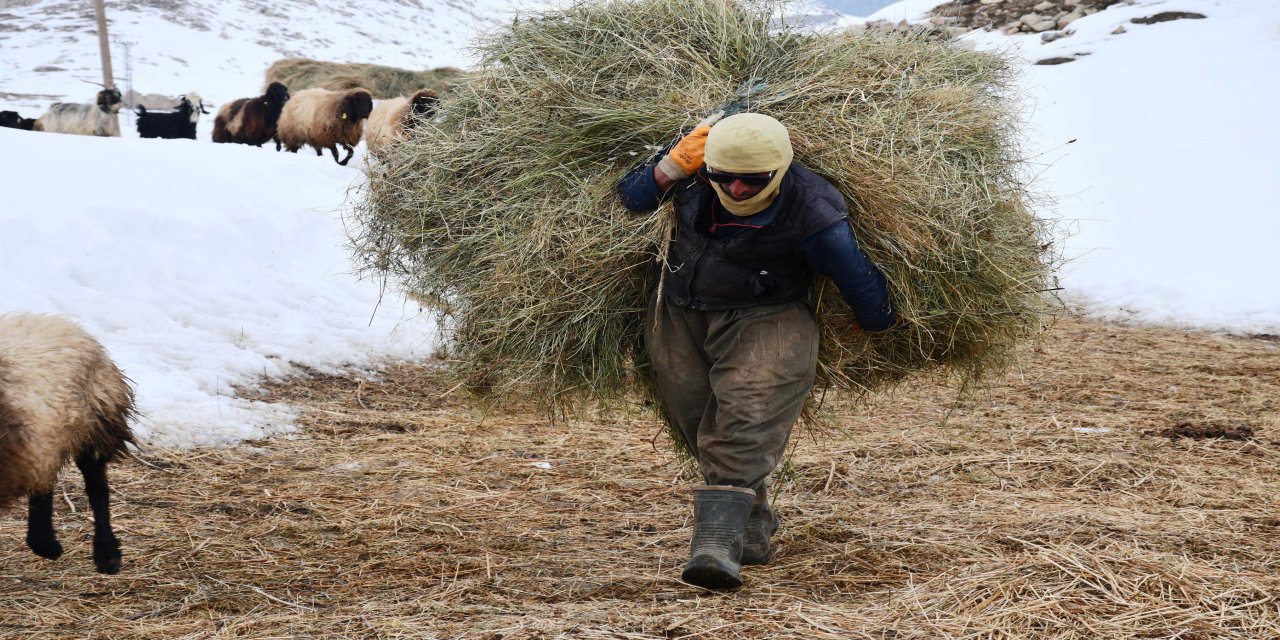 26 yaşındaki çoban, Şırnak'ta 20 yıldır dağda ömrünü hayvanlarına adadı