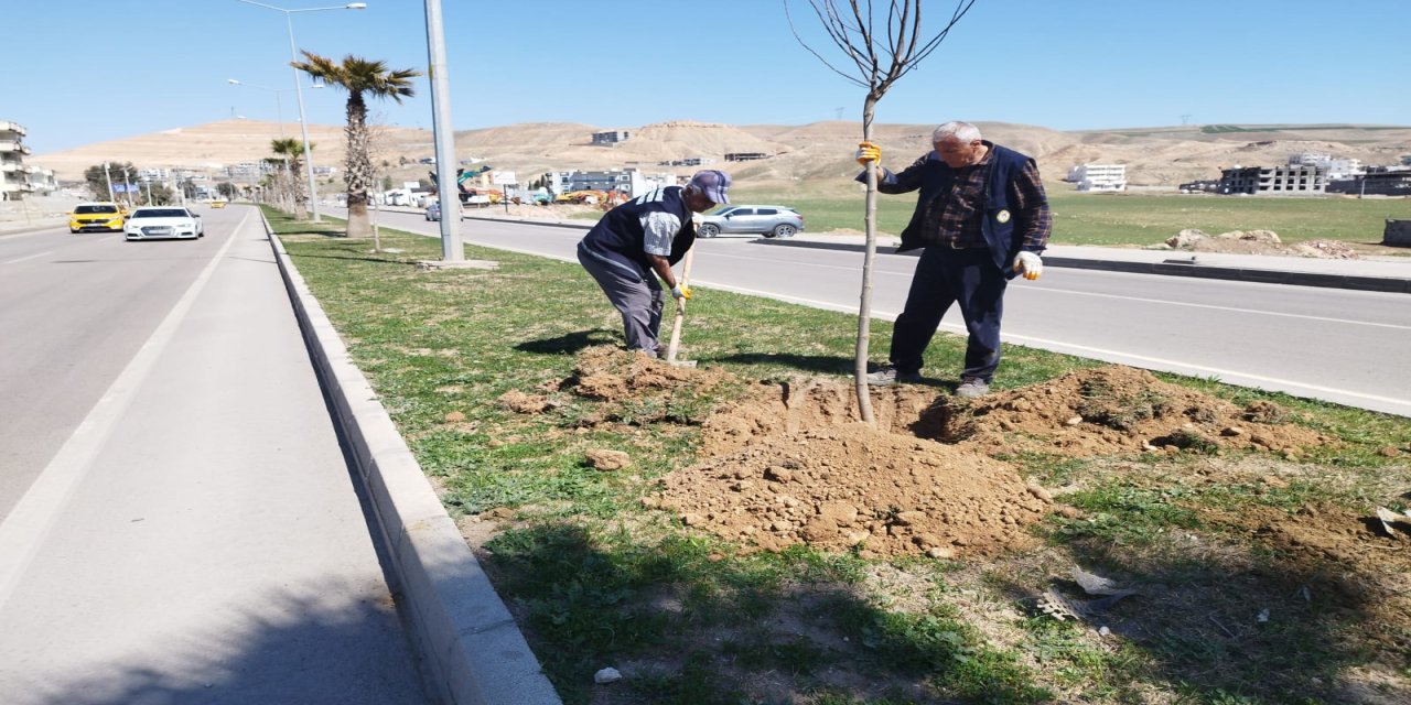 Cizre’de Ağaçlandırma Çalışmaları Devam Ediyor