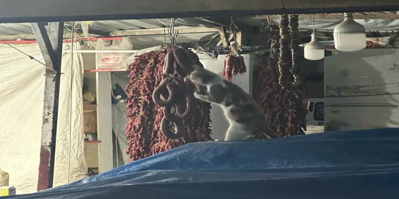 Şarküteri tezgahında sucuğun tadını çıkaran kedi kameraya yakalandı