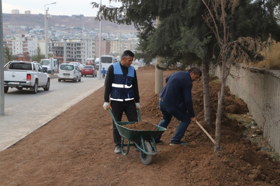 Cizre belediyesi peyzaj ve ağaçlandırma çalışmalarını sürdürüyor