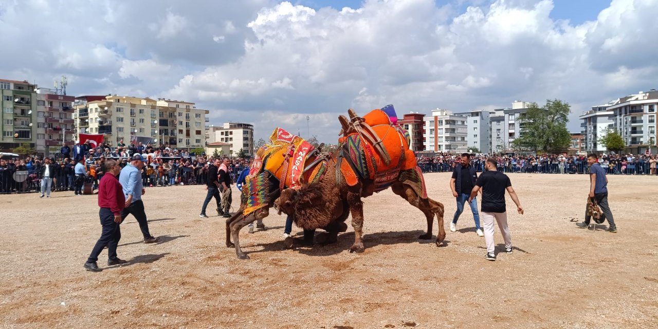 Cami yararına 30 yıl sonra Deve güreştirdiler