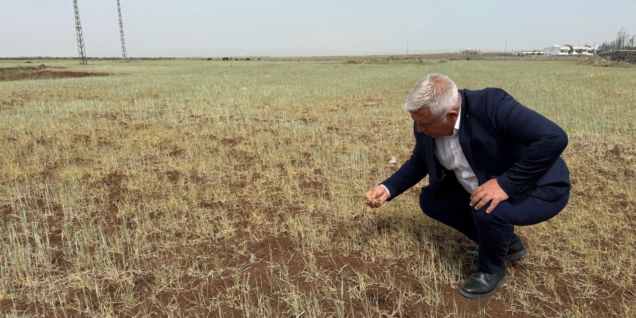 Cizre Ziraat Odası Başkanı, ekinleri kuruyan çiftçiler için destek talebinde bulundu