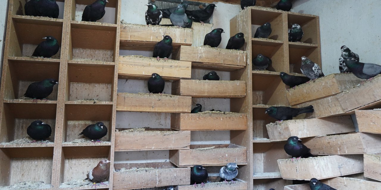 42 yıllık hobisi ile 'güvercin apartı' kurdu