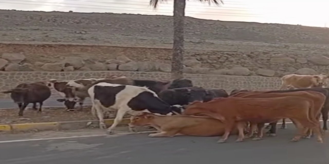 Ne Olduğunu Anladıklarında Hepsi Yanına Geldi!