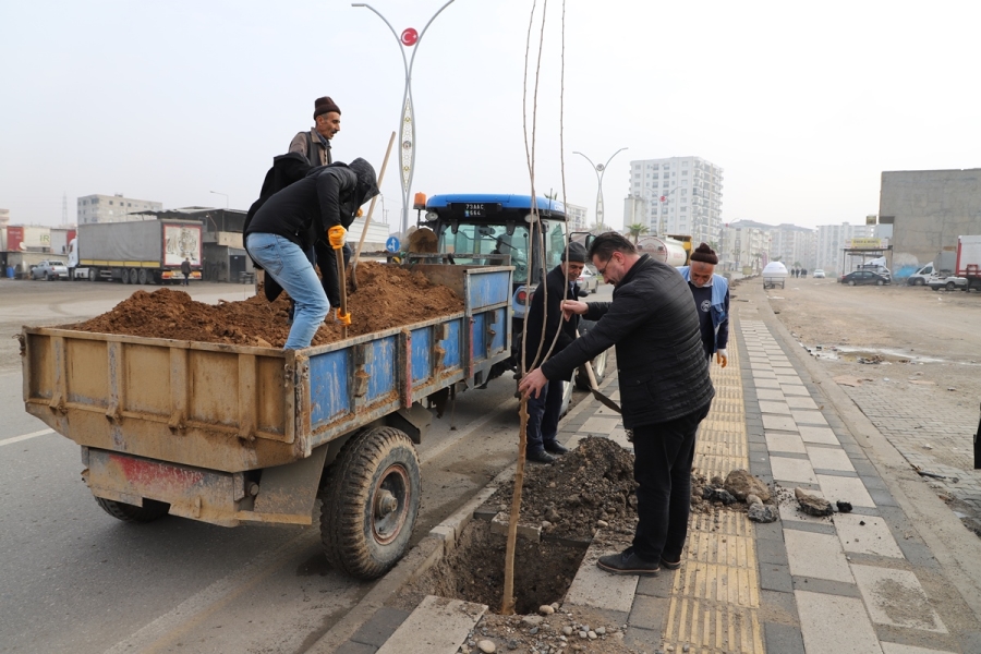 CİZRE’DE AĞAÇLANDIRMA FAALİYETLERİ DEVAM EDİYOR