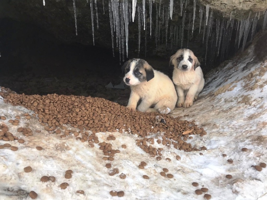 Annesiz kalan 7 yavru köpeğe Tarım ve Orman Müdürlüğü sahip çıktı