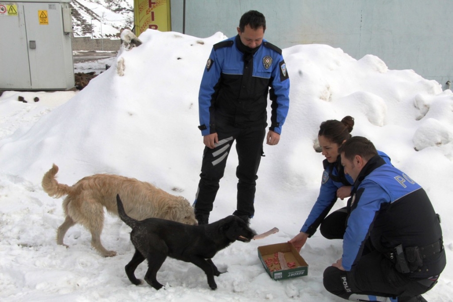 Şırnak polisi sokak hayvanlarını unutmadı