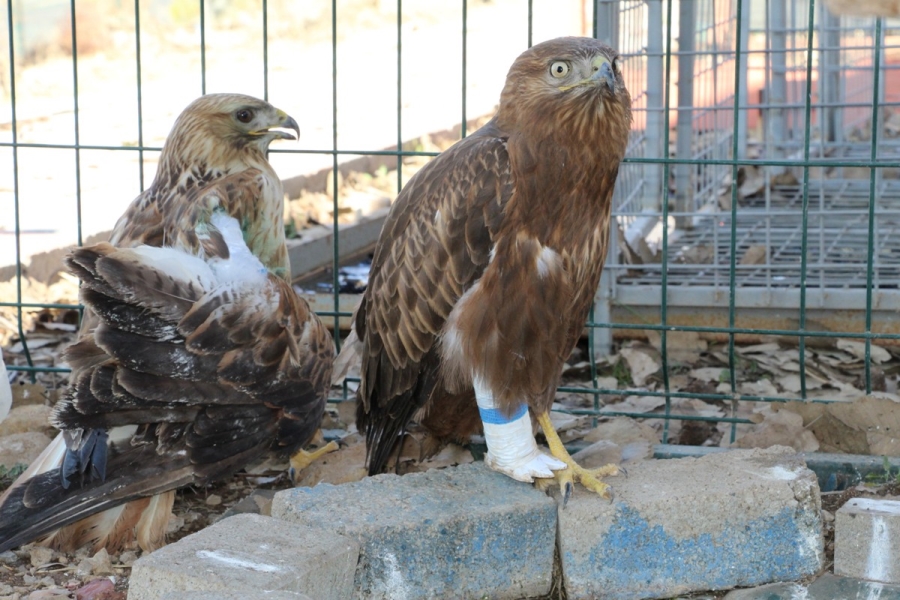 ŞIRNAK'TA YARALI KIZIL ŞAHİNE PROTEZ AYAK TAKILDI