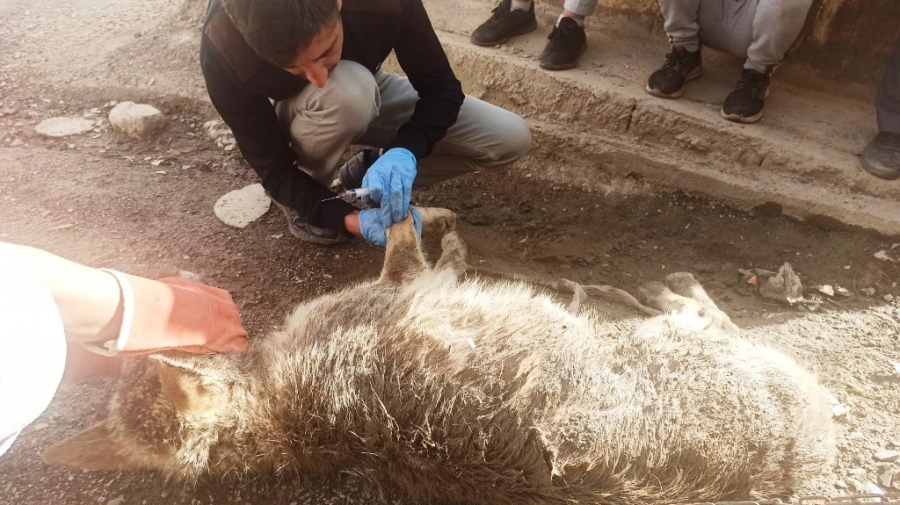 ULUDERE’DE YOLDA BULUNAN YARALI KURT TEDAVİ ALTINA ALINDI