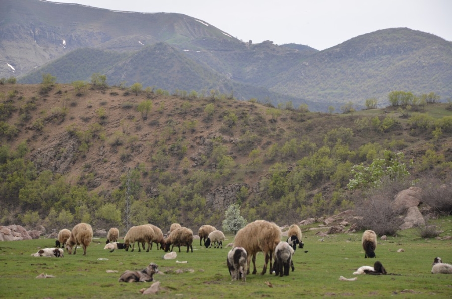 Göçerler kar erimeden Şırnak yaylalarına çıktı