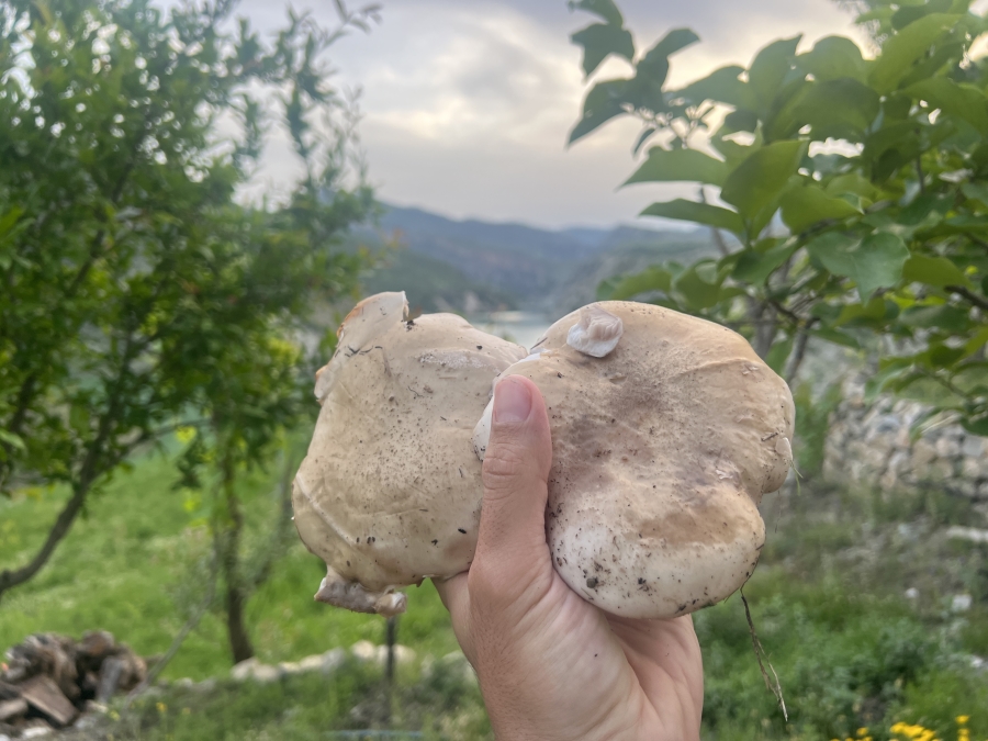 Doğada sadece 14 gün yetişiyor fiyatı el yakıyor