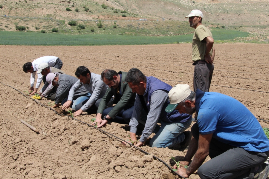 Şırnak'ta atıl durumdaki araziler üretimle değerleniyor