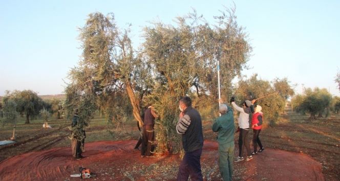 Kısıtlamadan muaf olan zeytin üreticileri hasat yaptı