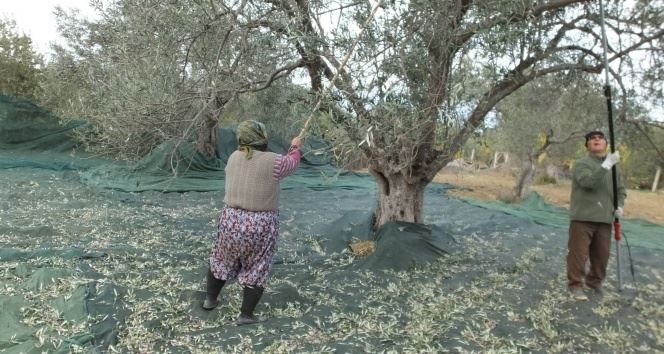 Zeytin hasadında erkek sırıkçı bulunamayınca kadınlar sırık işine el attı