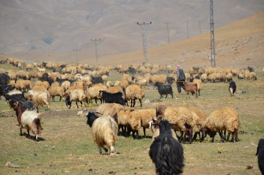 Şırnak'ta Göçerler Yayla Yolunda