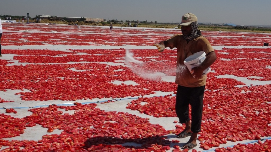  Diyarbakır valisi su, “2021 yılı içerisinde 127 bin 414 dekarda 376 bin 746 ton sebze üretimini gerçekleştirdik”