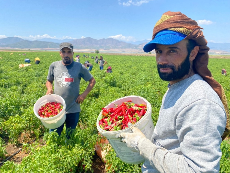  İslahiye’de 'Acı' Hasat