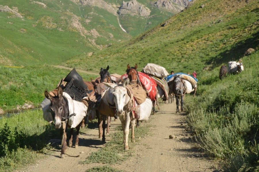 Göçerlerin zorlu yayla yolculuğu devam ediyor