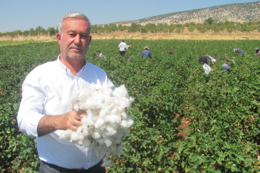 Araban Ovası’nda beyaz altın hasadı başlandı  