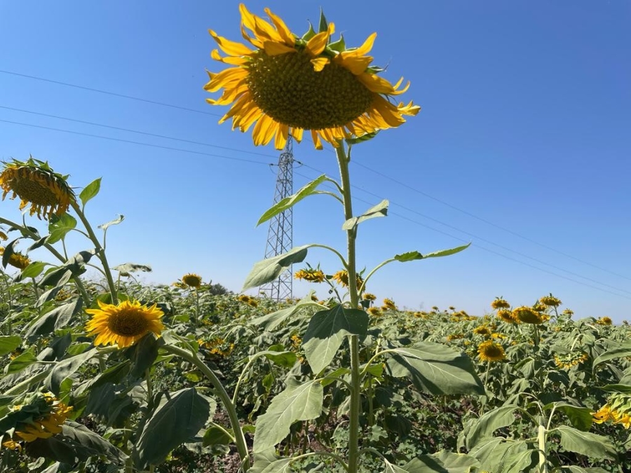 Şırnak’ta ilk kez ayçiçeği ekimi yapıldı 