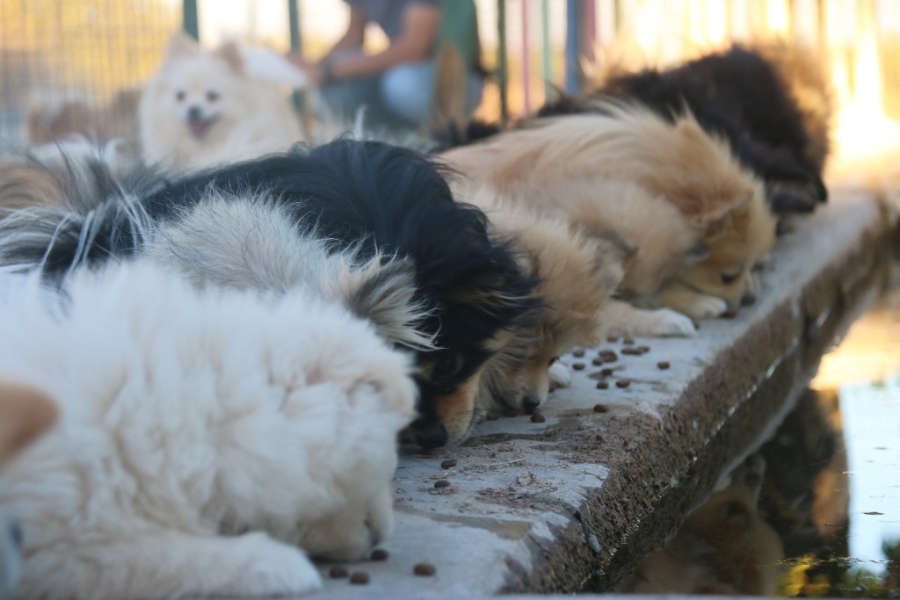  Yurt dışında gördü, Lice’de milyonluk ‘Pomeranian’ çiftliği kurdu  