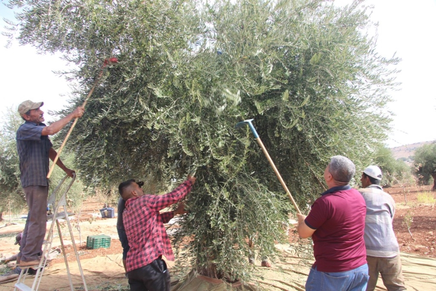 Kilis’te zeytin hasadının erken yapılmasıyla soğuk sıkım zeytinyağı üretimi de başladı