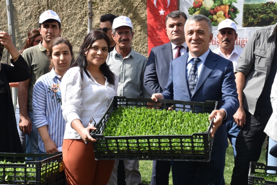  Şırnak’ta seralara kadın eli değdi