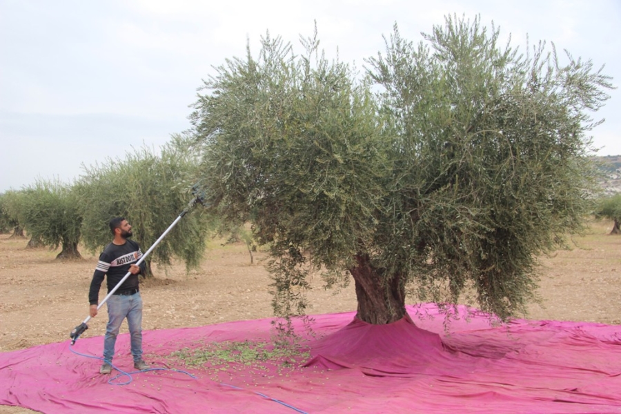 Kilis’te zeytinde erken hasat dönemi  