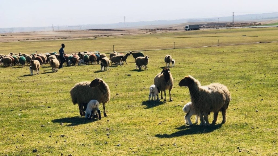 Sonbaharın en tatlı buluşması havadan görüntülendi