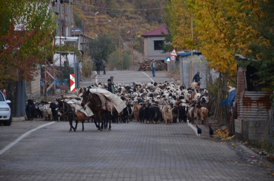 Binlerce küçükbaş hayvan sıcak bölgelere ulaşmak için seferde  