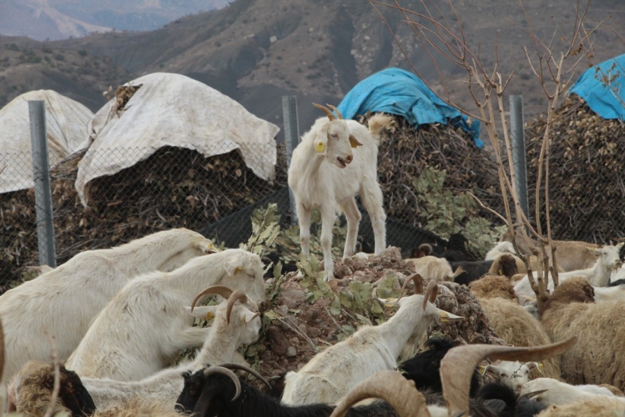 Şırnaklı çiftçi devletten aldığı destekle 680 keçiden günde 2 bin 500 litre süt elde ediyor  