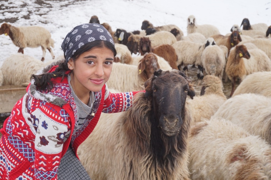 Huzur ortamı sağlanan Şırnak yaylalarında, 13 yaşındaki kız çocuğu hayatını hayvanlara adadı  