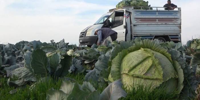 Muş lahanası Şırnak’ta satışa sunulacak!