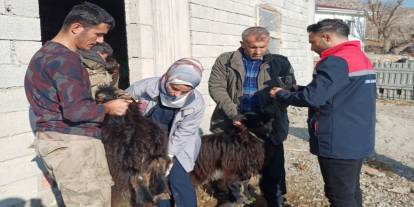 Şırnak’ta hayvan sağlığına yönelik kapsamlı çalışma