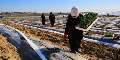 Adana'da karpuz fideleri toprakla buluştu