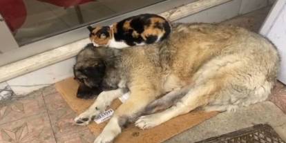 Kedi, soğuktan korunmak için köpeğe sığındı: O anlar yürekleri ısıttı