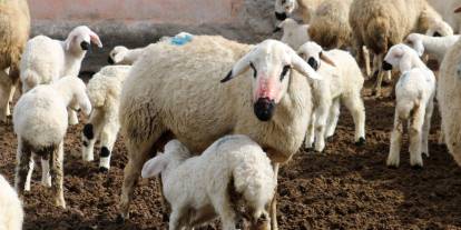 Erzincan’da koyun ve kuzuların coşkulu buluşması