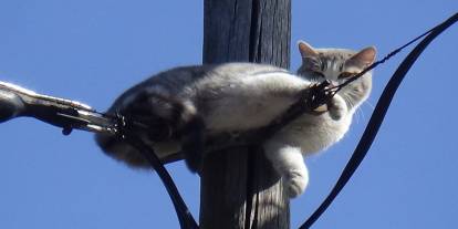 İki gündür aç susuz direkte mahsur kalan kedi kurtarıldı