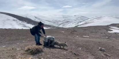 Yaralı tilki tedavisinin ardından doğaya bırakıldı